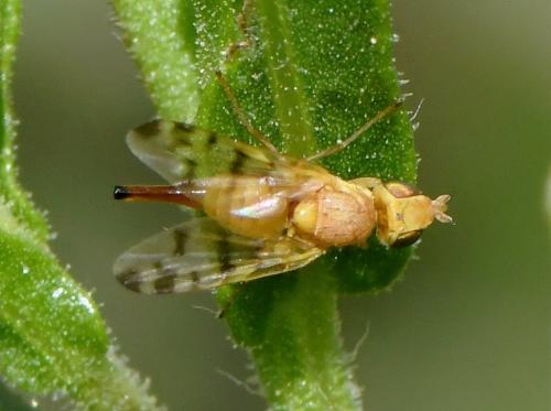 Réf. 240 248 : Myopites stylatus